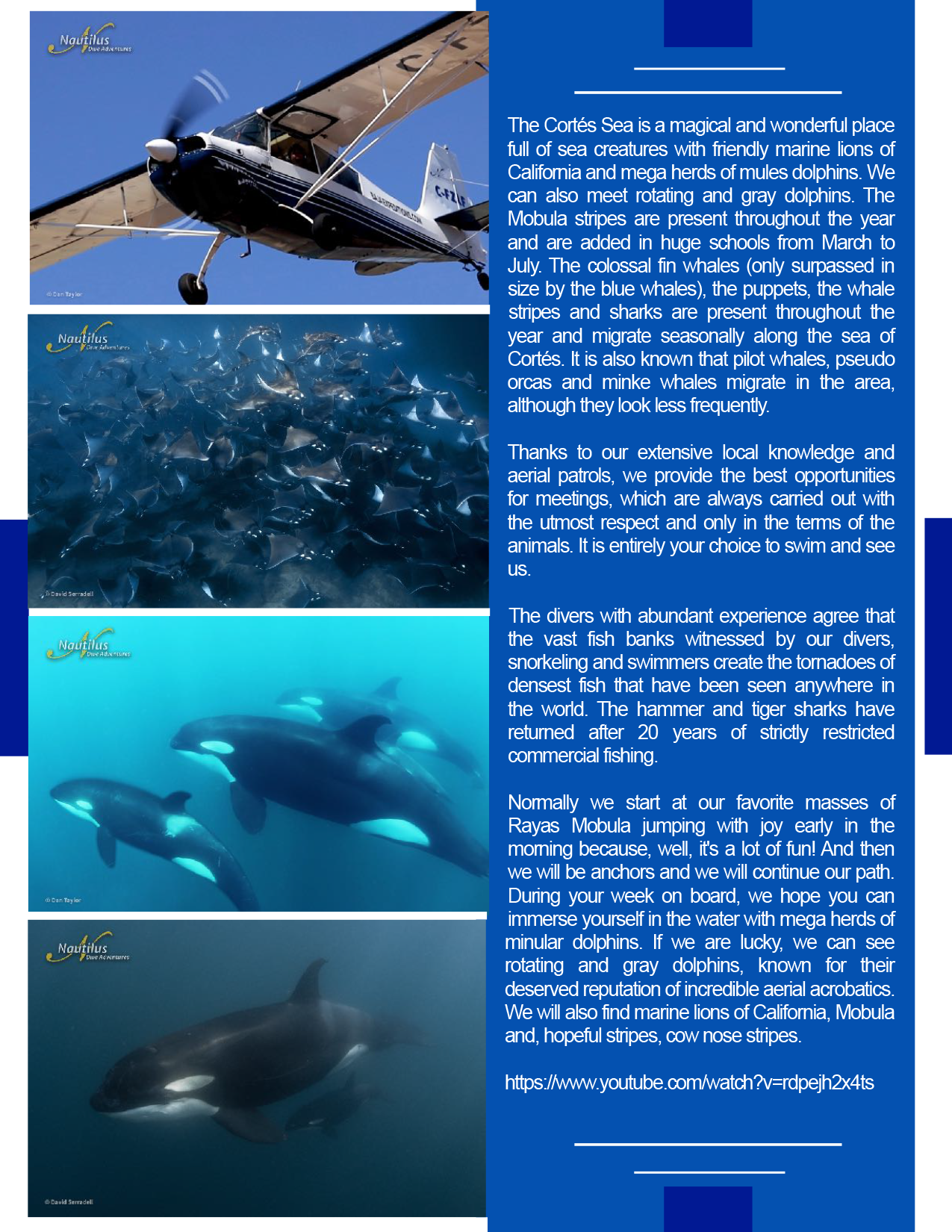 Orcas & Mobulas