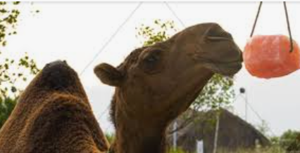 HIMALAYAN ANIMAL LICKING SALT