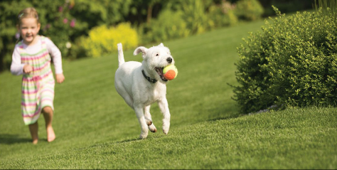 Biodegradable Grass Seed Roll​
