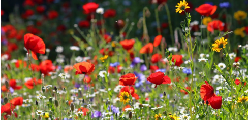 Wildflower Meadow
