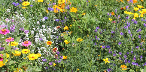 Wildflower Meadow