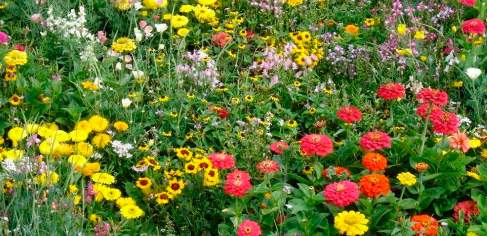 Wildflower Meadow