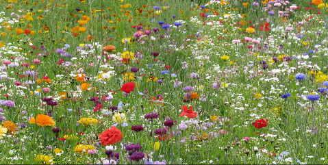 Wildflower Meadow