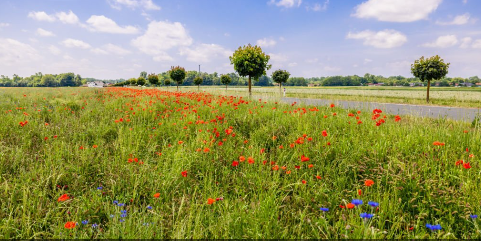 Wildflower Meadow
