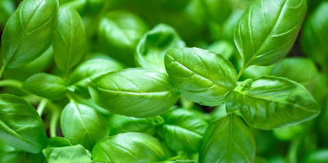 Indoor Planting Vegetables