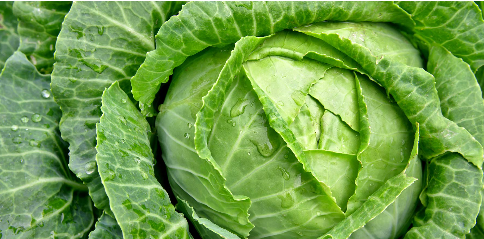 Indoor Planting Vegetables