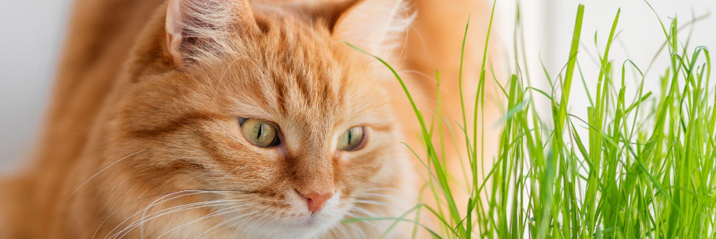 Pet Grass