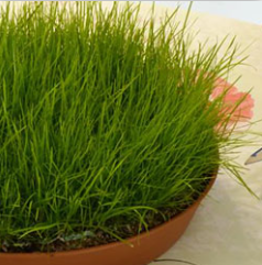 Pet Grass