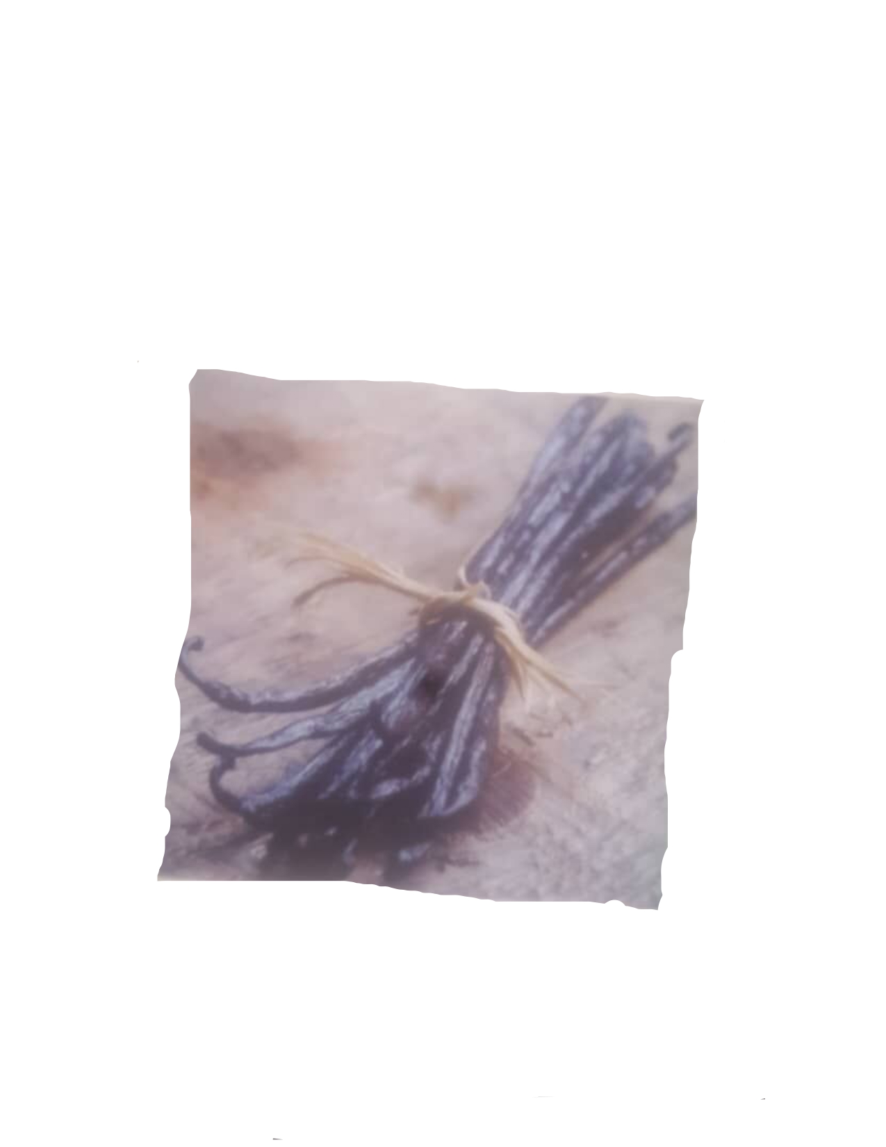 DRIED VANILLA PODS