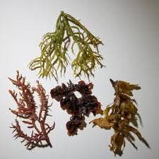 FRESH ORGANIC SEAWEEDS