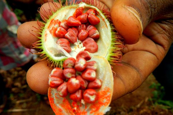 Spice tour and stone town
