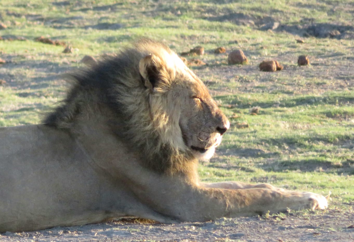 Chobe full day safari