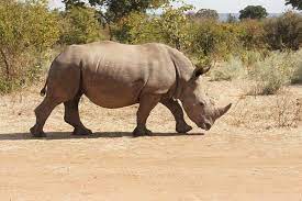 Rhino walk safari