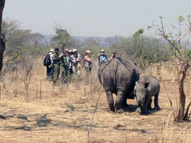 Rhino walk safari