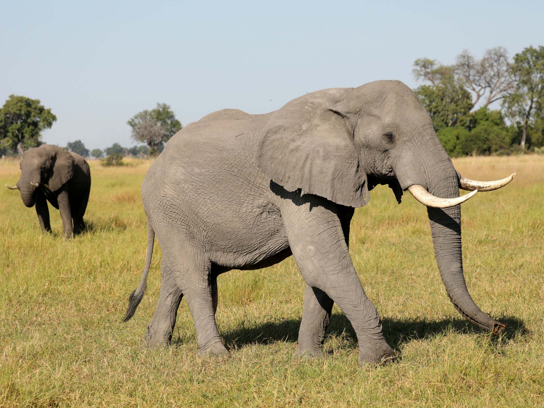 Chobe full day safari