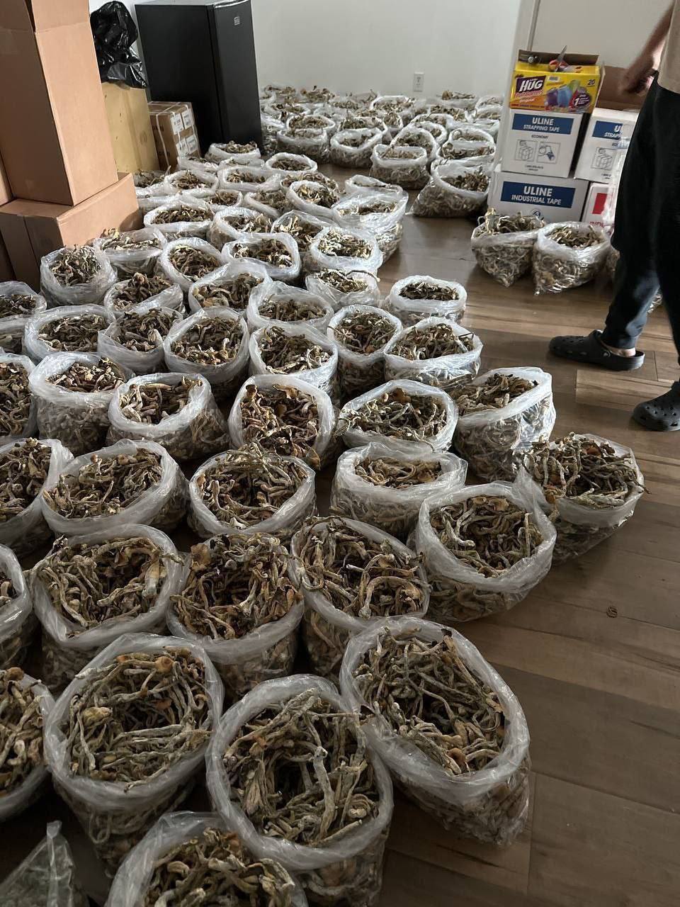 GOLDEN TEACHERS MAGIC MUSHROOM