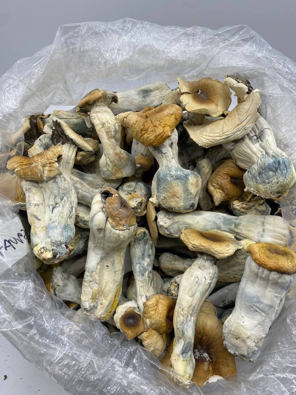 GOLDEN TEACHERS MAGIC MUSHROOM