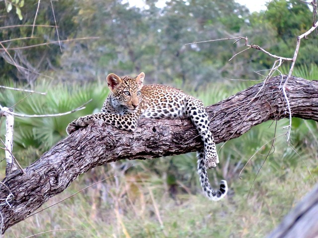 7-Day Memorable Adventure Private Safari