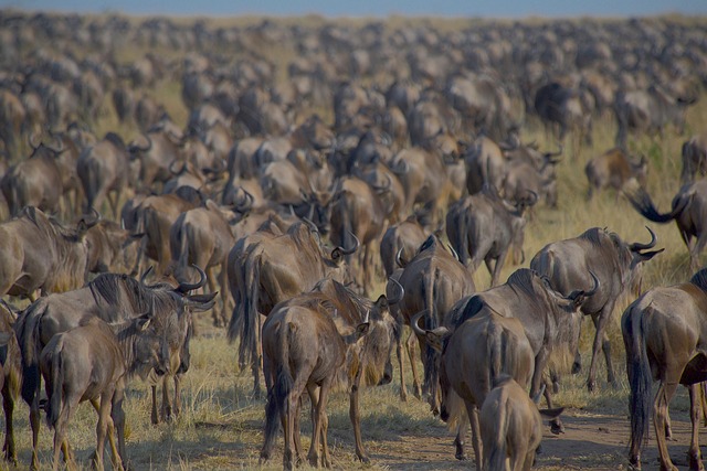 7-Day Memorable Adventure Private Safari