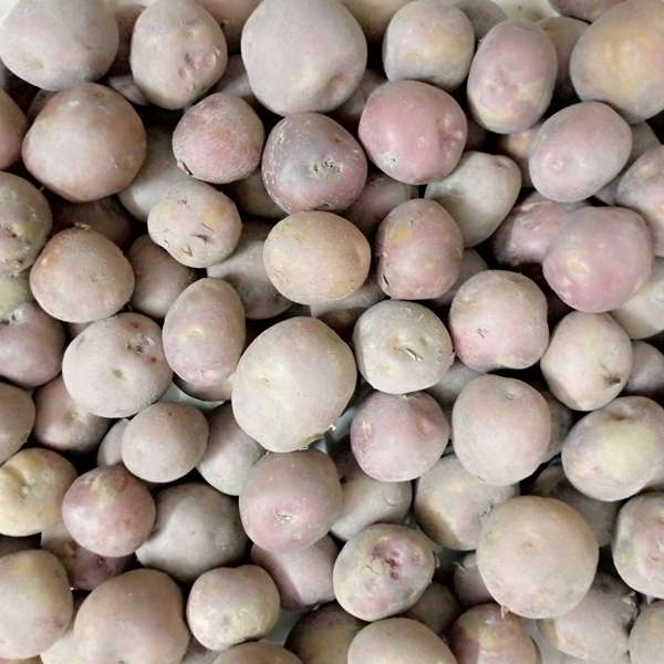 Potato (Pakri)