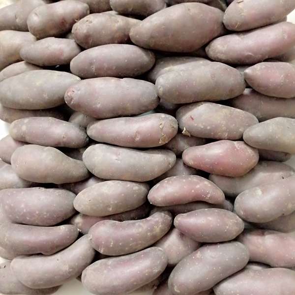 Potato (Endurkani Hagrai )