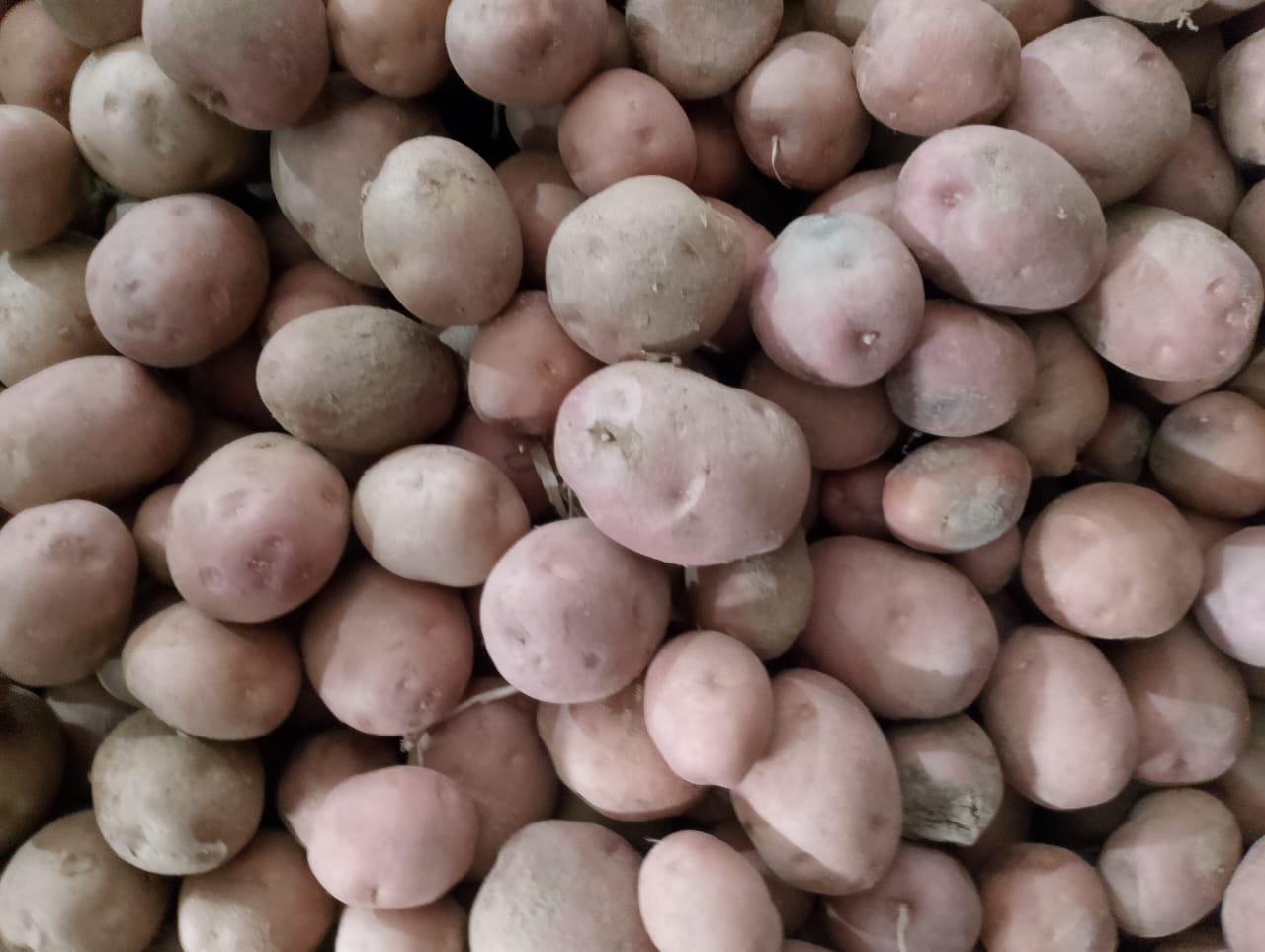 Premium Quality Fresh Potatoes for Export