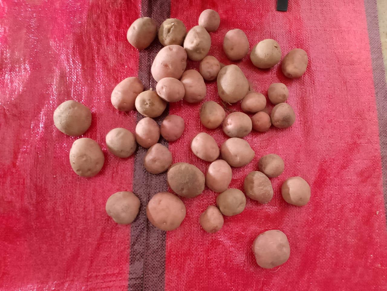 Premium Quality Fresh Potatoes for Export