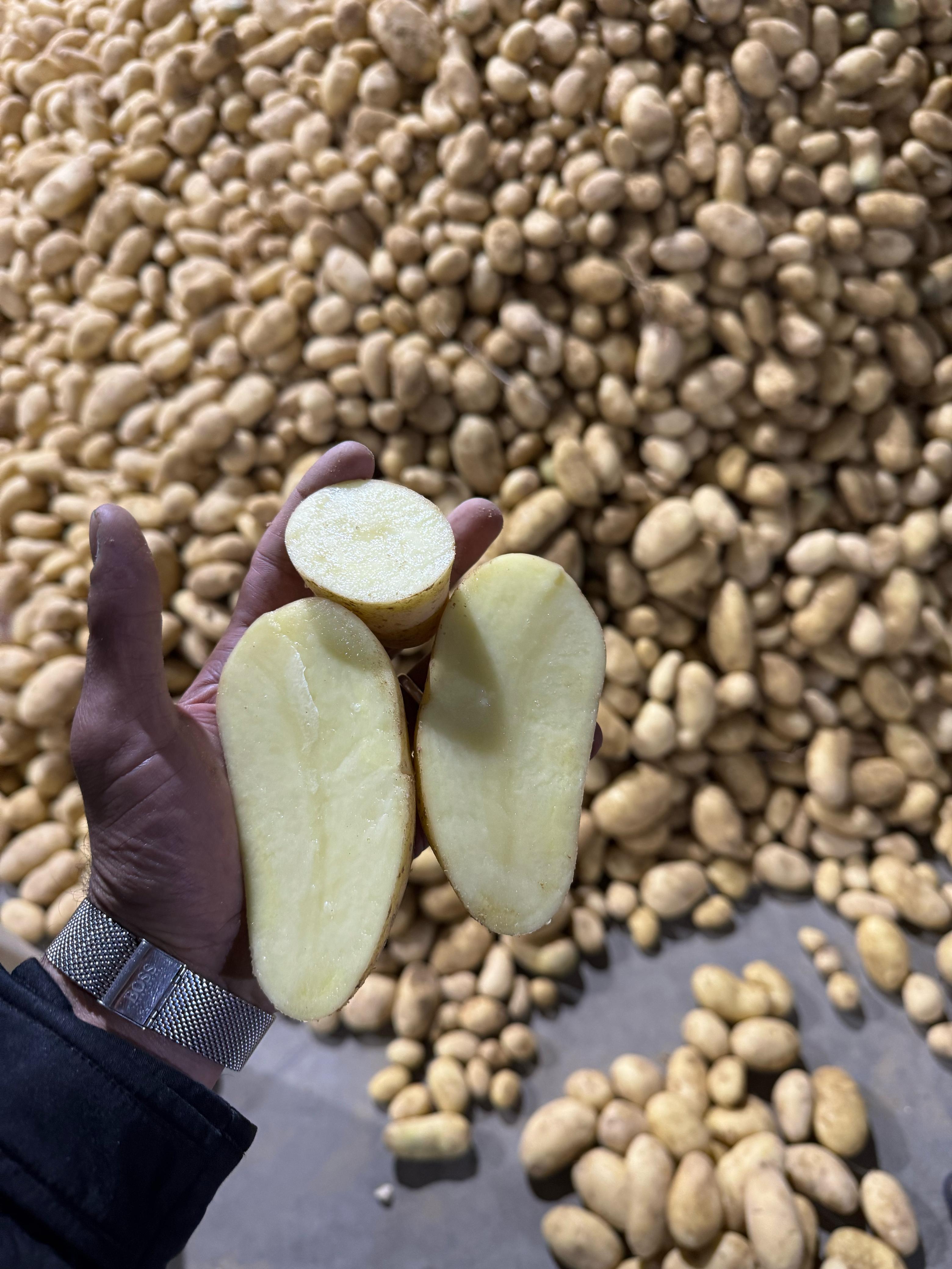 Premium Quality Fresh Potatoes for Export