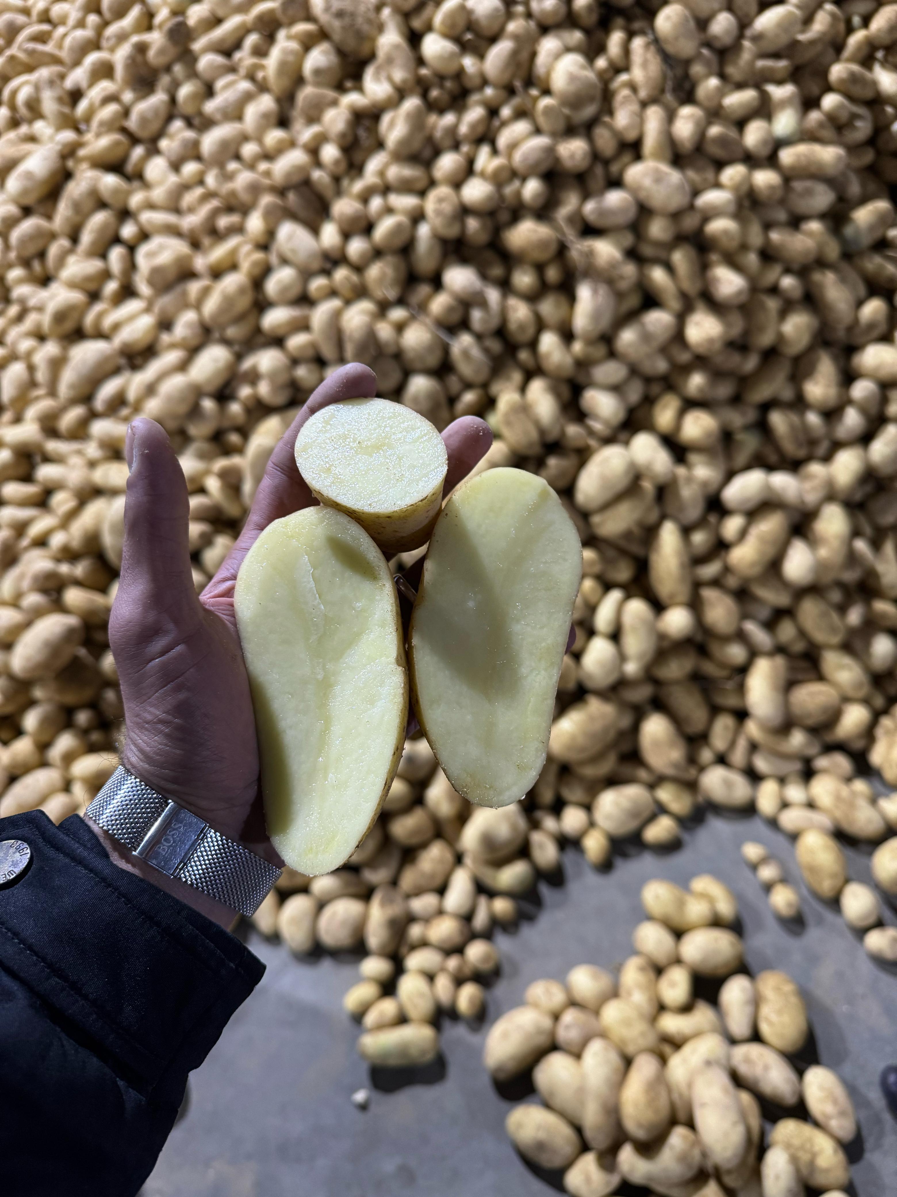 Premium Quality Fresh Potatoes for Export