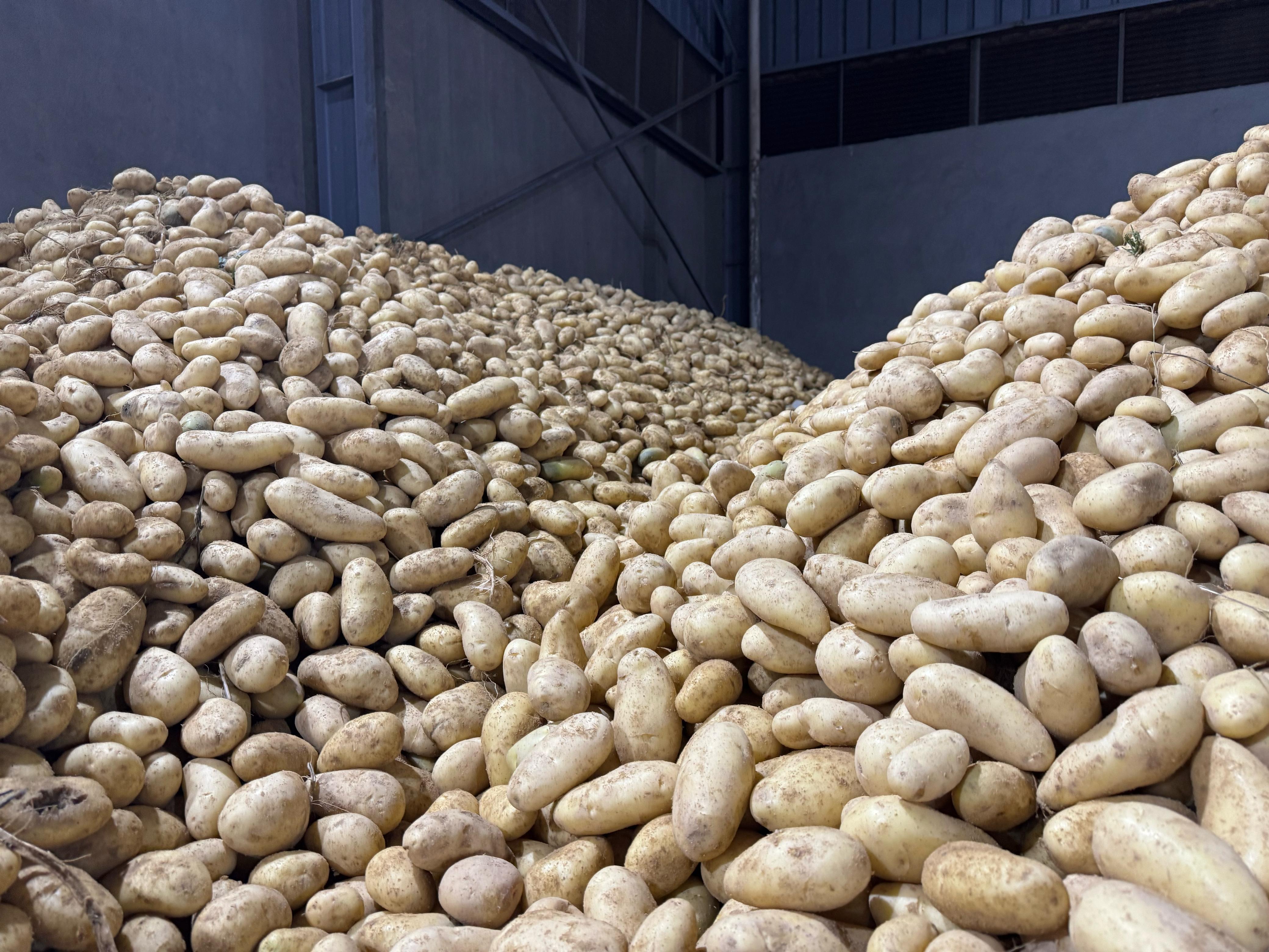 Premium Quality Fresh Potatoes for Export