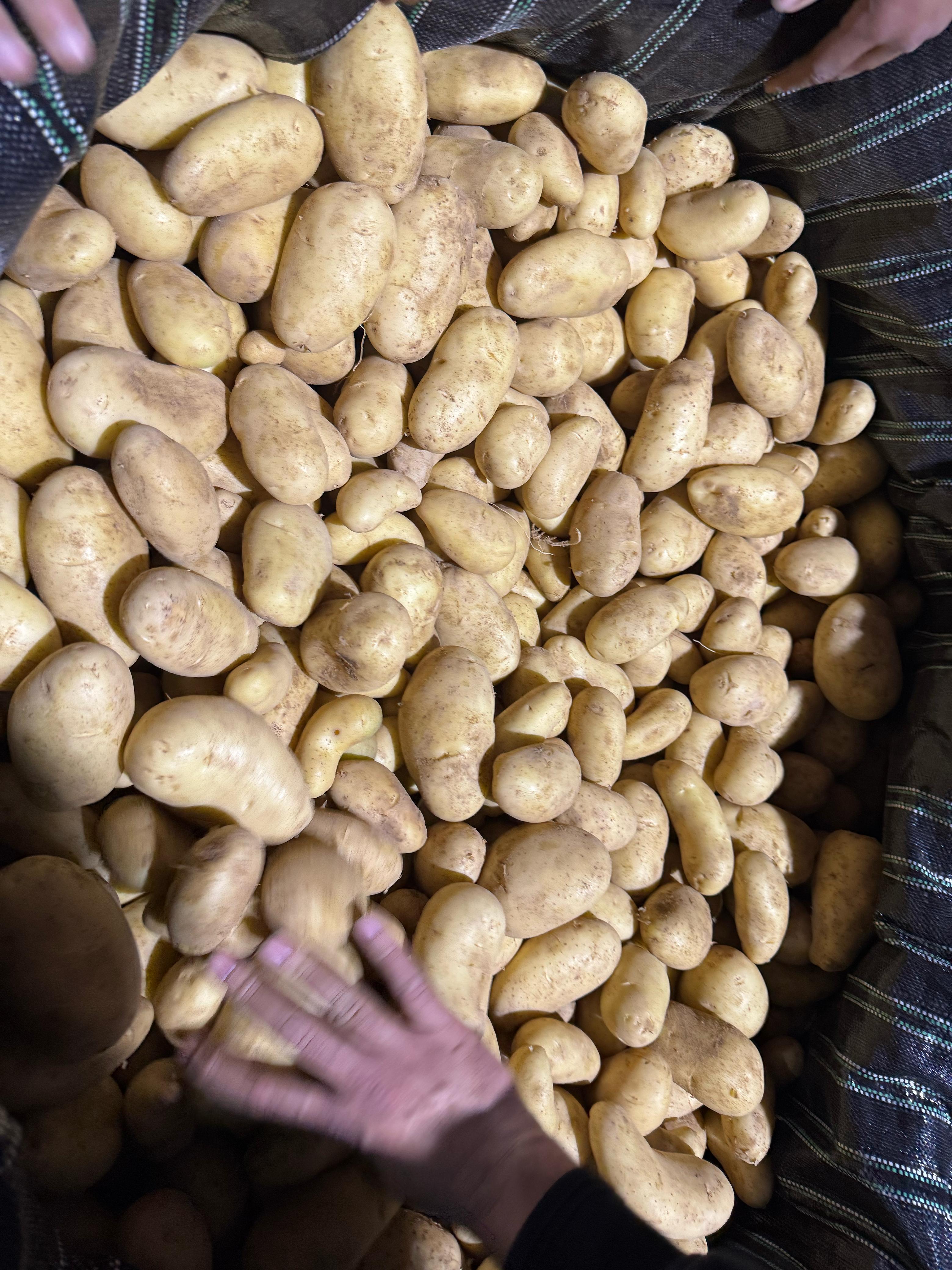 Premium Quality Fresh Potatoes for Export