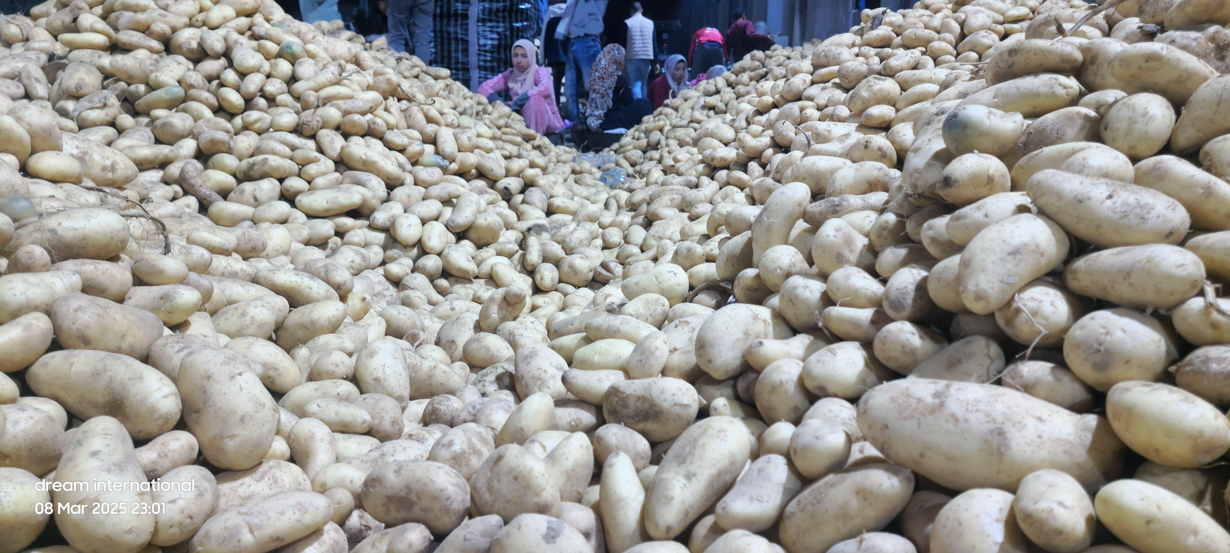 Premium Quality Fresh Potatoes for Export