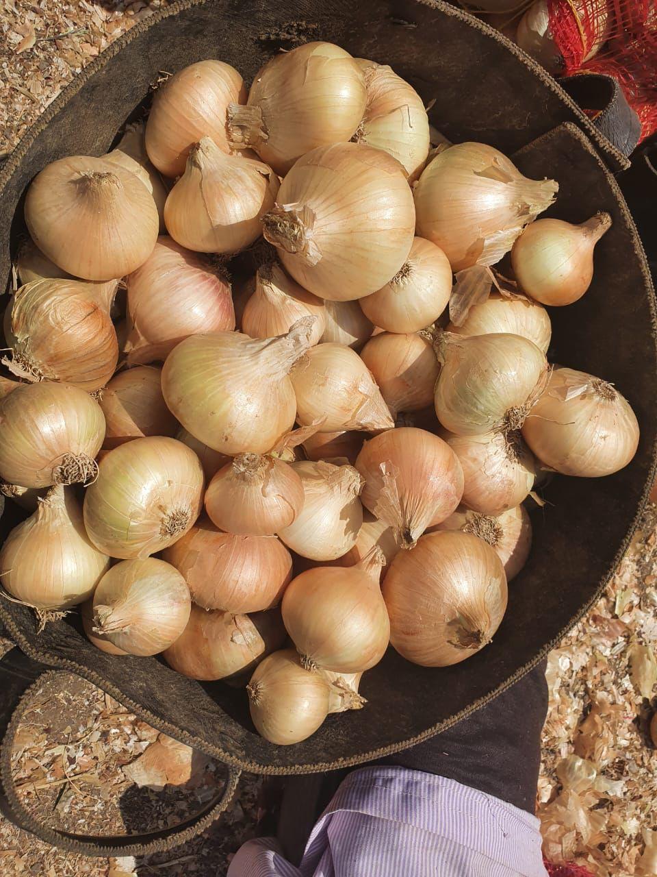 Premium Quality Egyptian Golden Onions