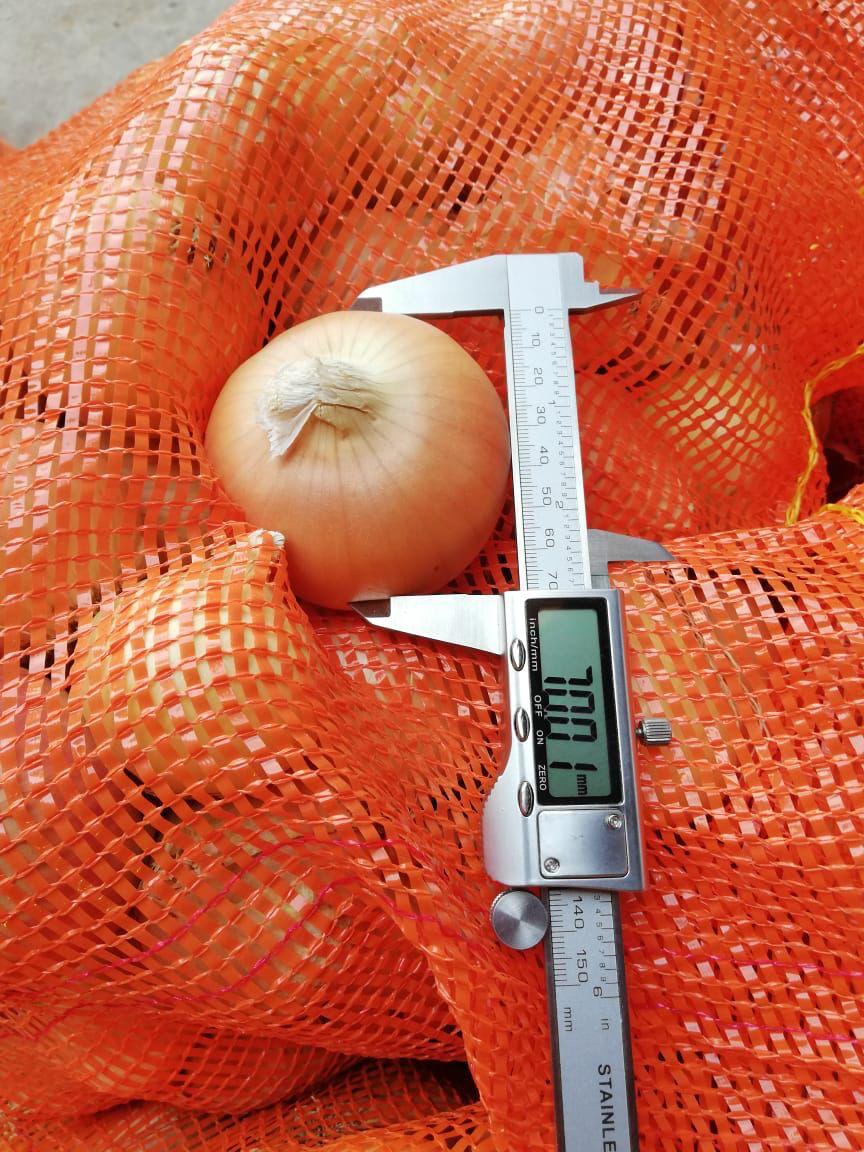 Premium Quality Egyptian Golden Onions
