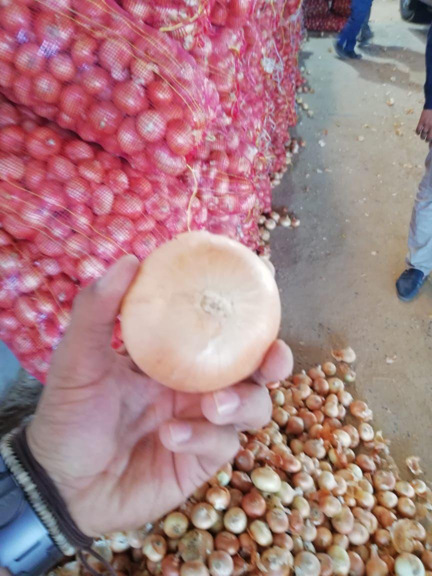 Premium Quality Egyptian Golden Onions