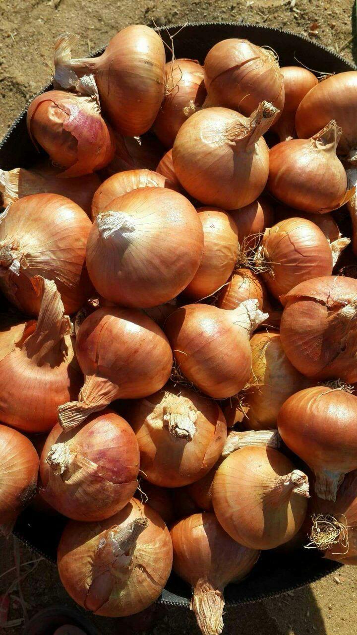 Premium Quality Egyptian Golden Onions