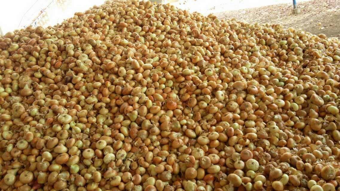 Premium Quality Egyptian Golden Onions