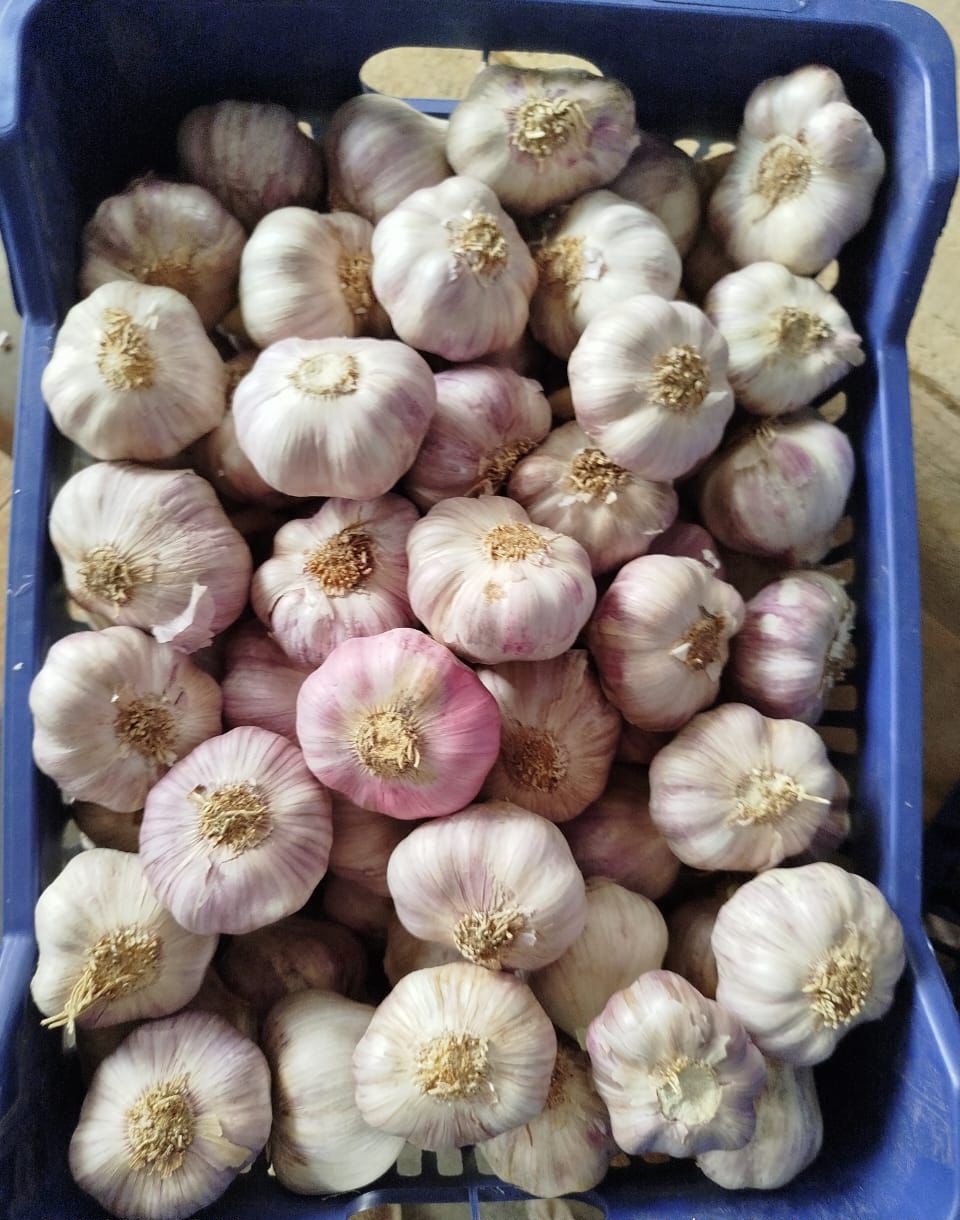 Top-Grade Egyptian Garlic – Strong Aroma, Superior Quality for Export