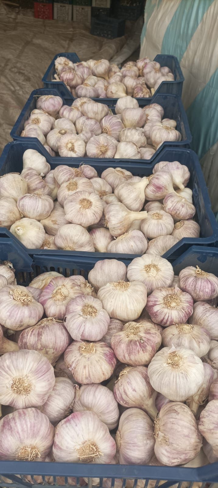 Top-Grade Egyptian Garlic – Strong Aroma, Superior Quality for Export