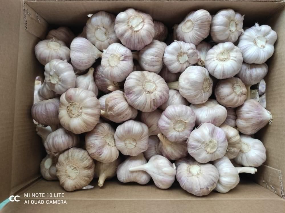 Top-Grade Egyptian Garlic – Strong Aroma, Superior Quality for Export