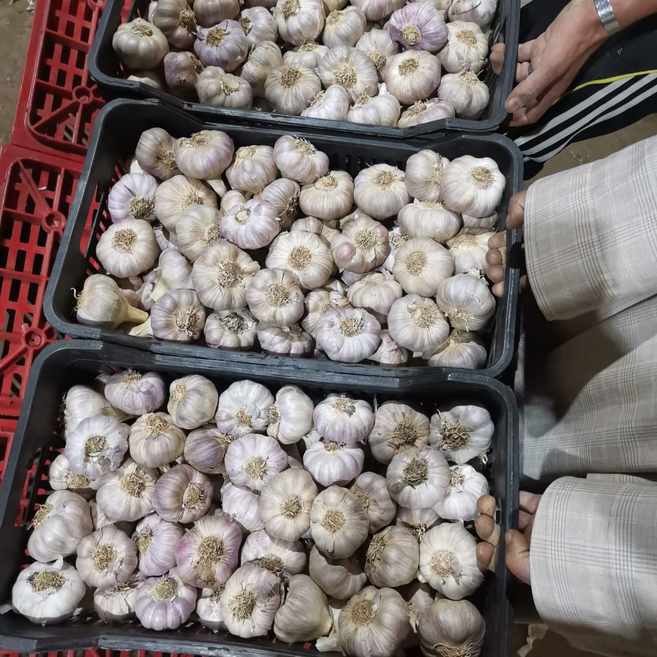 Top-Grade Egyptian Garlic – Strong Aroma, Superior Quality for Export