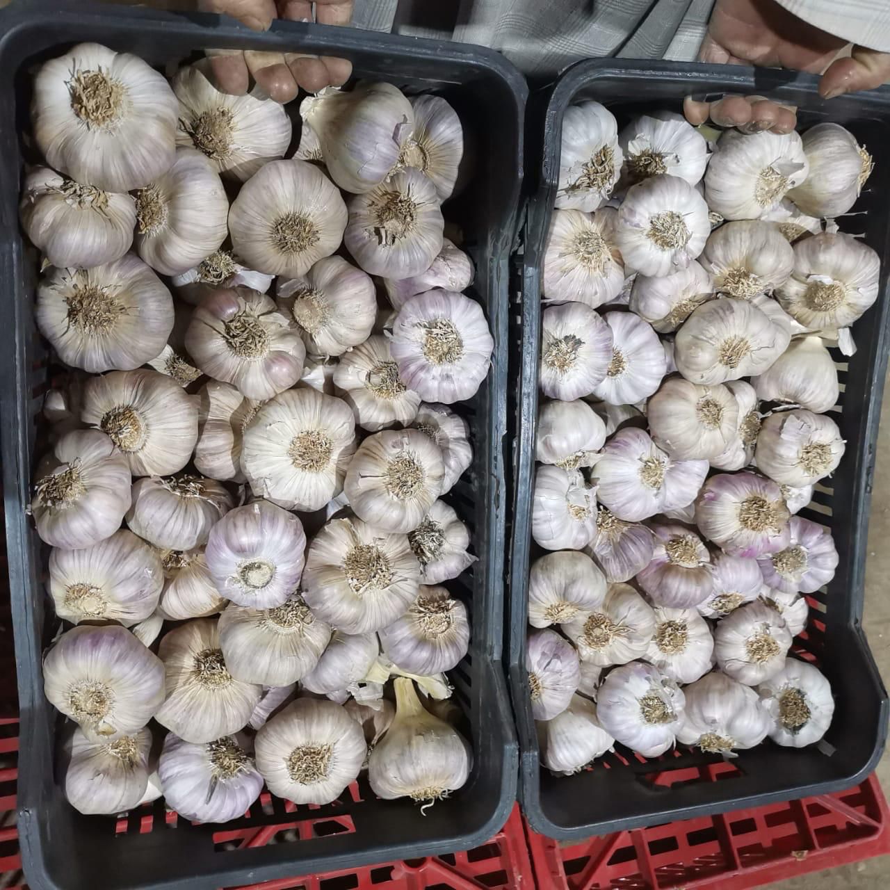 Top-Grade Egyptian Garlic – Strong Aroma, Superior Quality for Export