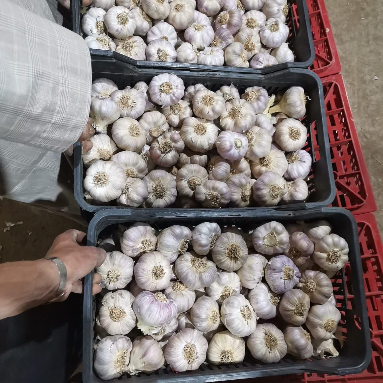 Top-Grade Egyptian Garlic – Strong Aroma, Superior Quality for Export
