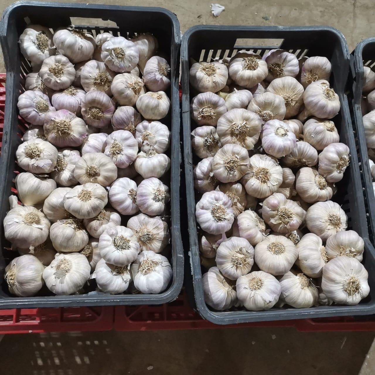 Top-Grade Egyptian Garlic – Strong Aroma, Superior Quality for Export