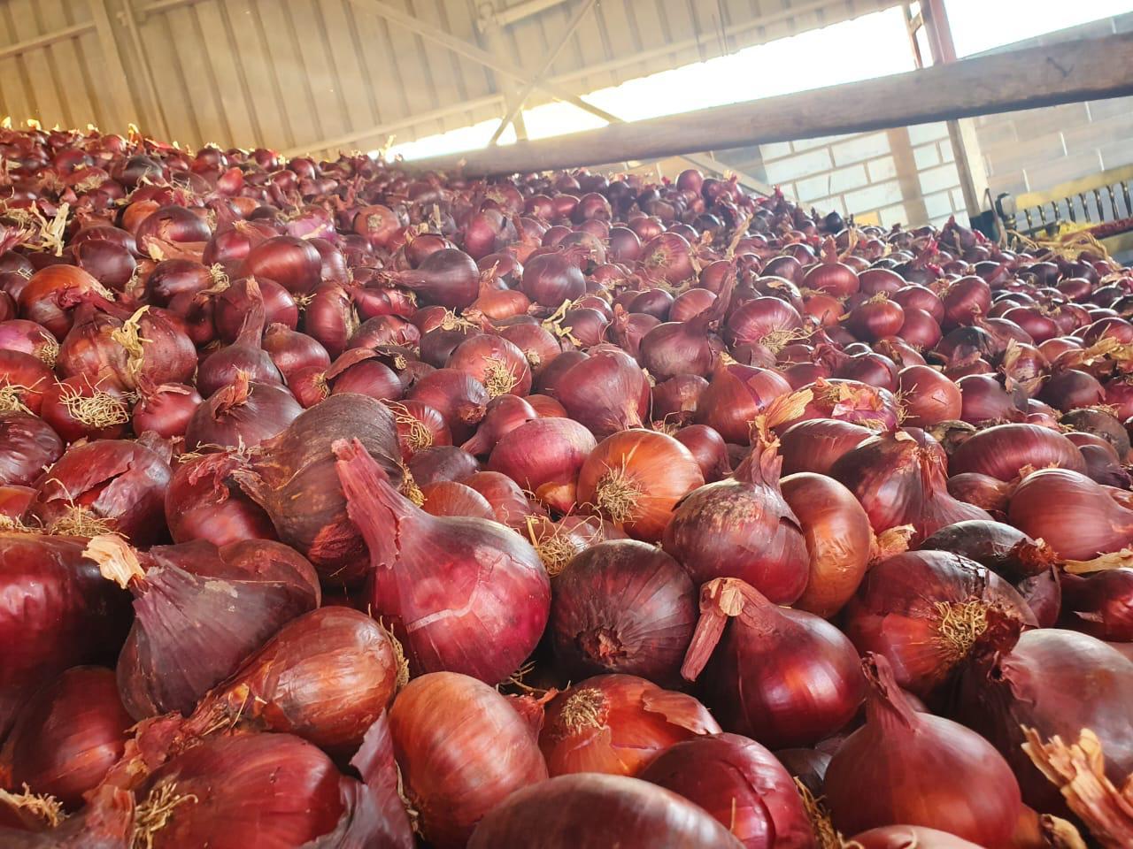 Premium Egyptian Red Onions – Vibrant Color, Bold Flavor, Export Quality