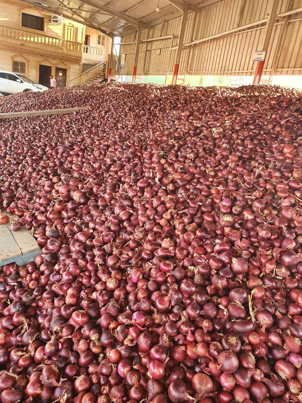 Premium Egyptian Red Onions – Vibrant Color, Bold Flavor, Export Quality