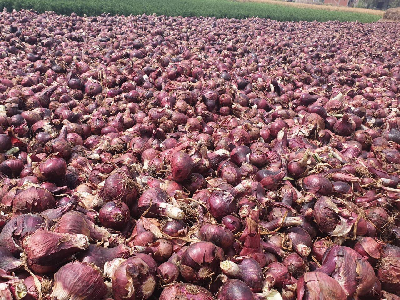 Premium Egyptian Red Onions – Vibrant Color, Bold Flavor, Export Quality