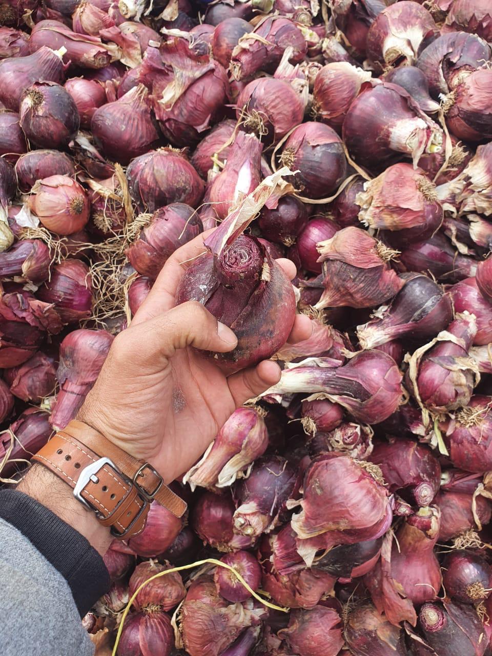 Premium Egyptian Red Onions – Vibrant Color, Bold Flavor, Export Quality