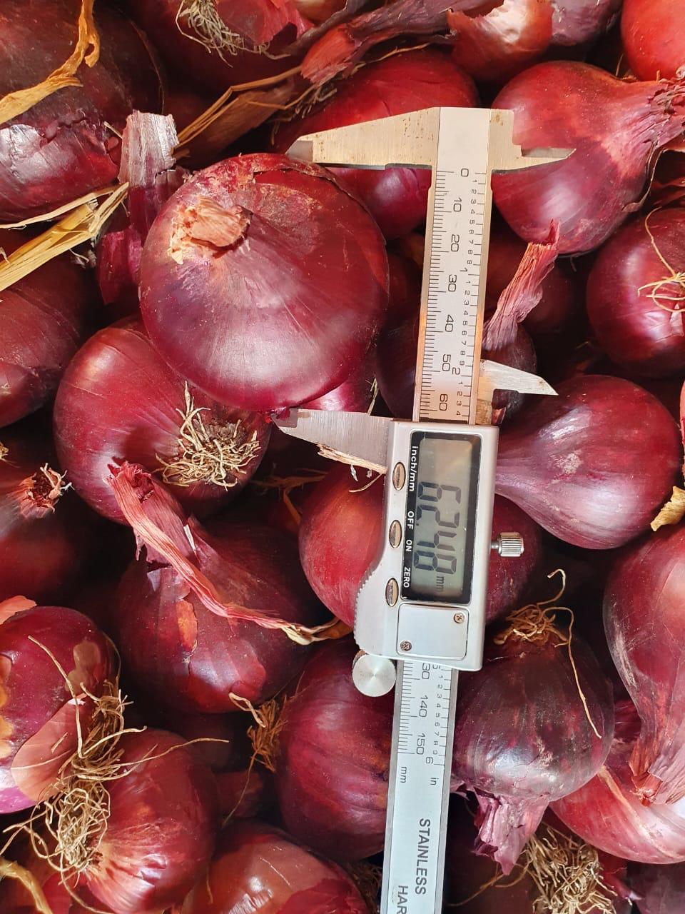Premium Egyptian Red Onions – Vibrant Color, Bold Flavor, Export Quality