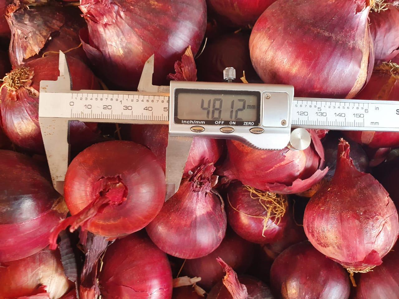 Premium Egyptian Red Onions – Vibrant Color, Bold Flavor, Export Quality